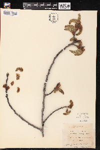 Populus grandidentata image