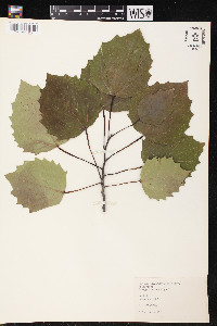 Populus grandidentata image