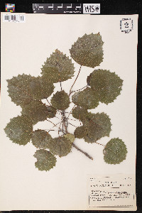 Populus grandidentata image