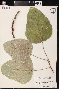 Populus heterophylla image