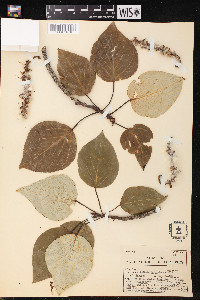 Populus tacamahacca image