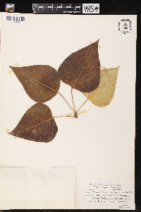 Populus balsamifera subsp. trichocarpa image