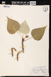 Populus balsamifera subsp. trichocarpa image