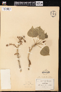 Populus fremontii subsp. mesetae image