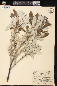 Salix alaxensis image