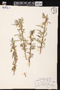 Salix alba image