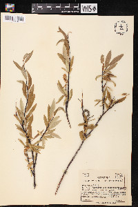 Salix arbusculoides image