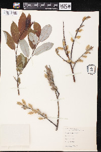 Salix discolor var. latifolia image
