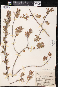 Salix geyeriana image