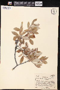Salix glauca var. acutifolia image