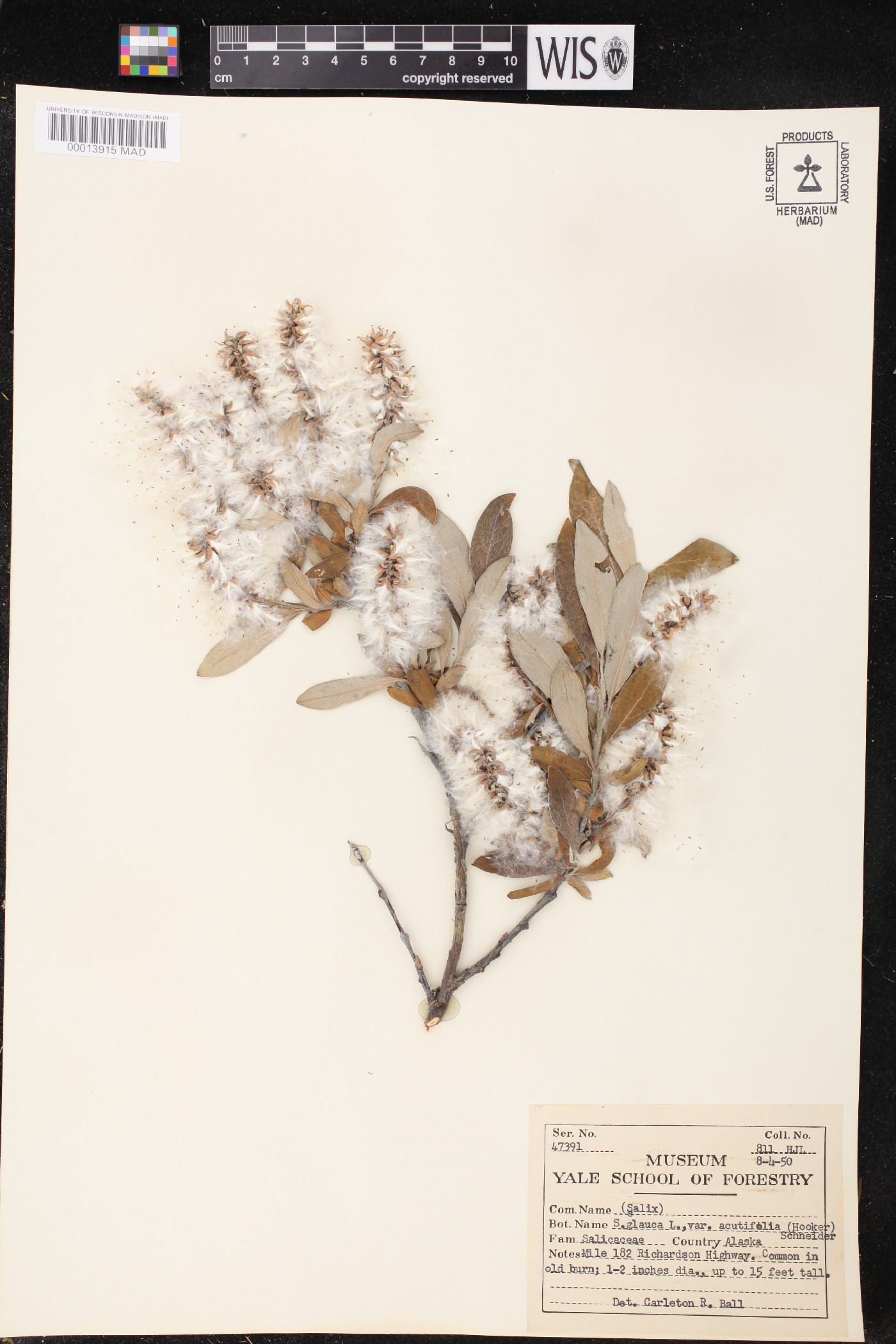 Salix glauca var. acutifolia image