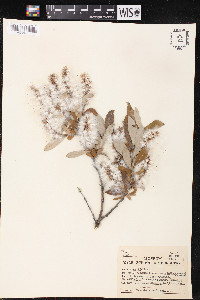 Salix glauca var. acutifolia image