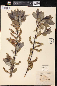 Salix glaucophylla image