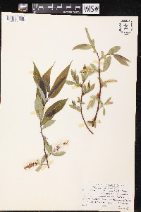 Salix lasiandra image