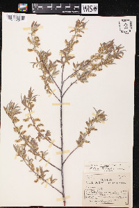 Salix lemmonii image