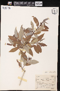 Salix lutea image