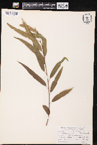 Salix nigra var. altissima image