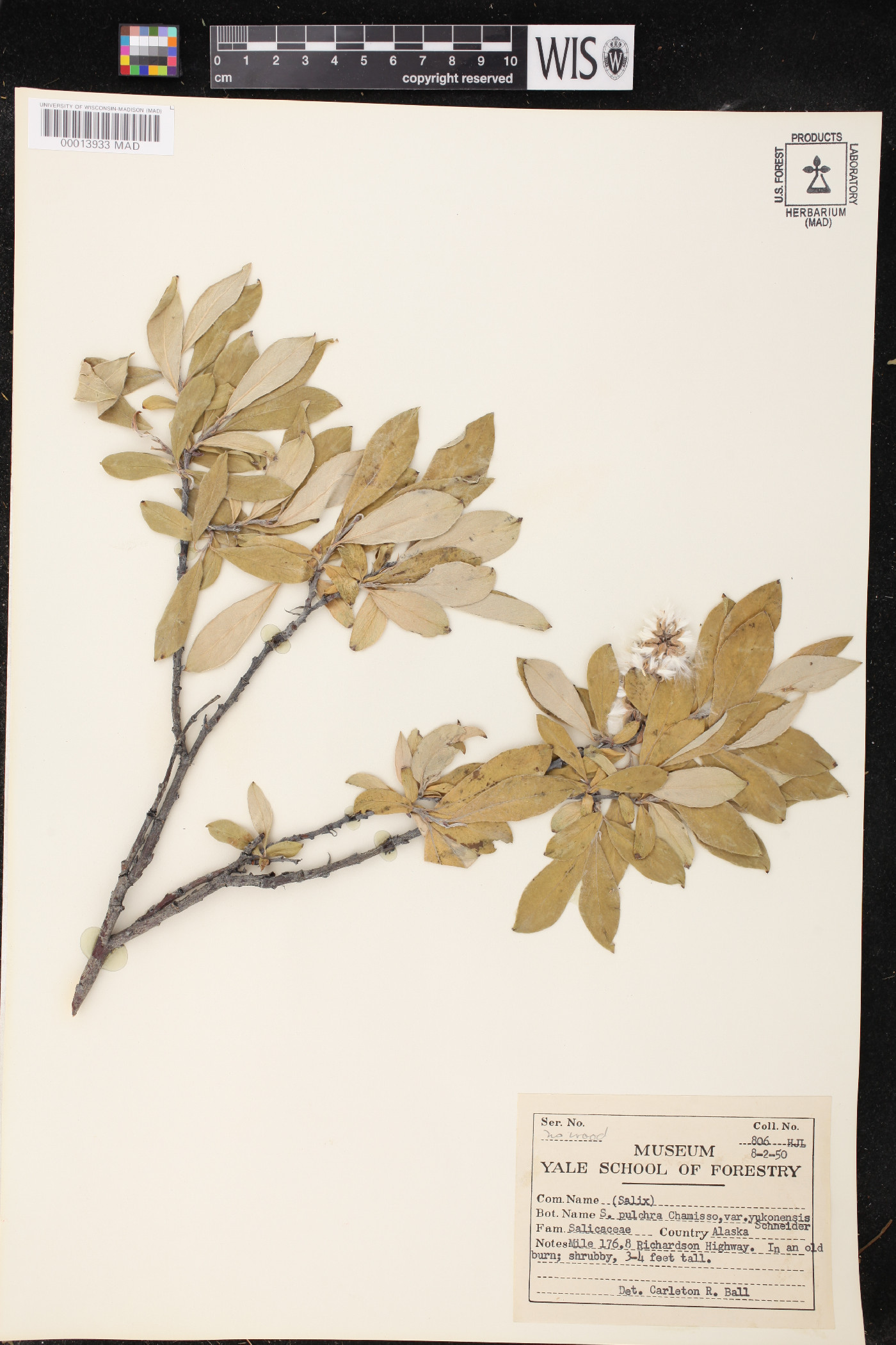 Salix pulchra var. yukonensis image