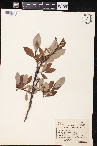 Salix pulchra image