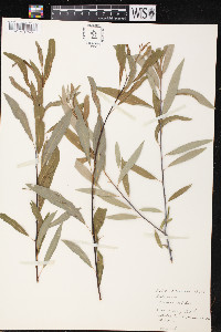 Salix lemmonii image