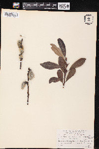 Salix scouleriana image