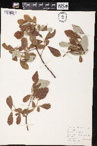 Salix scouleriana image