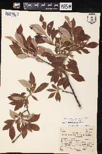 Salix scouleriana image