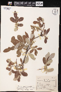 Salix scouleriana image