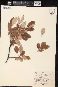 Salix scouleriana image