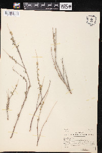 Salix taxifolia image