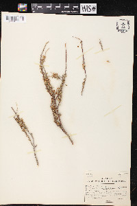 Salix taxifolia image