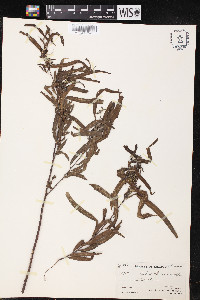 Salix humboldtiana image