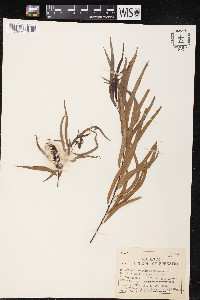 Salix humboldtiana image