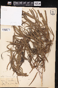 Salix humboldtiana image
