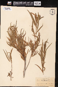 Salix humboldtiana image