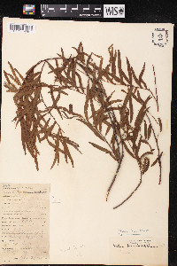 Salix humboldtiana image