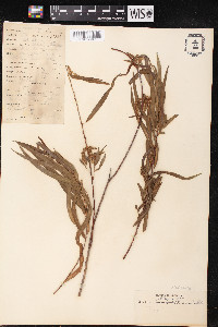 Salix humboldtiana image