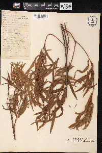Salix humboldtiana image