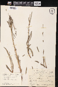 Salix humboldtiana image