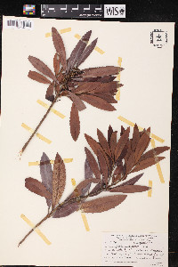 Myrica californica image