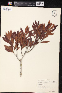 Myrica cerifera image