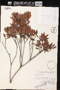 Myrica cerifera image