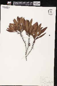 Myrica cerifera image