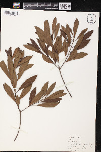 Myrica cerifera image