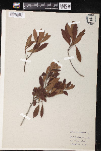 Myrica cerifera image