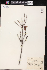 Myrica cerifera image