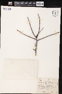 Myrica cerifera image