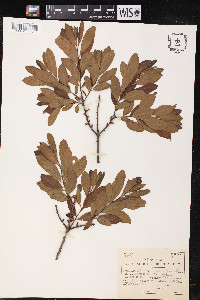 Myrica cerifera image