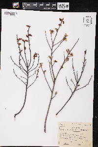 Myrica gale image