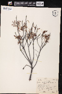 Myrica gale image